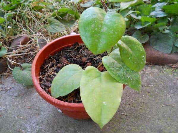 Lacrima Maicii Domnului Floarea De Ceara Specii Hoya