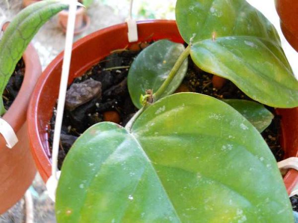 Lacrima Maicii Domnului Floarea De Ceara Specii Hoya