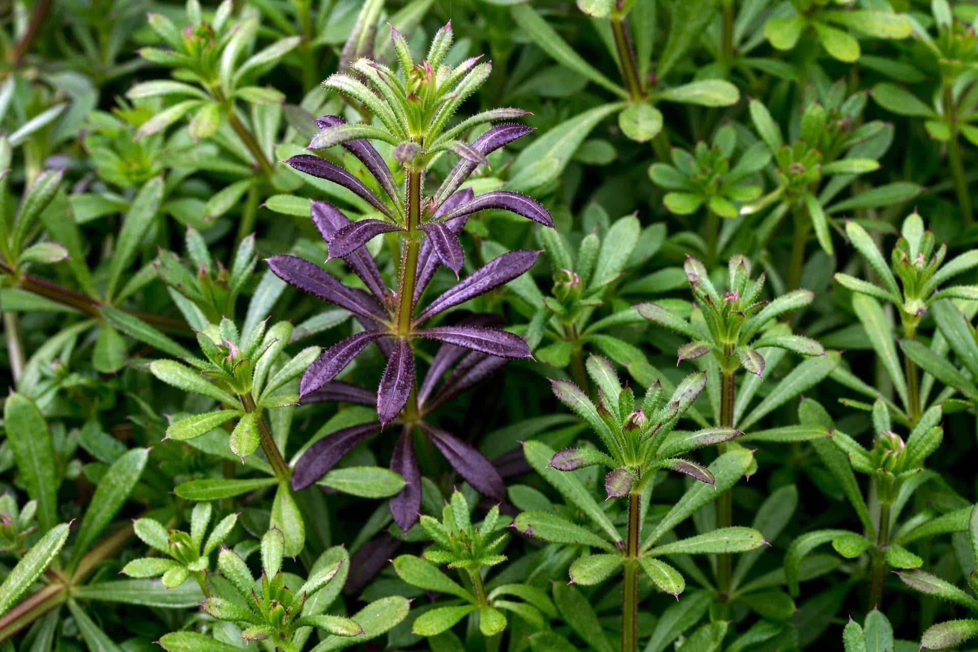 Plante Salbatice Comestibile Frunze Tinere Si Lastari Ce Se Mananca