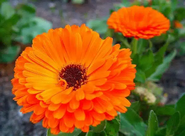 gelbenele calendula officinalis