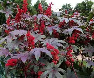 Ricinus communis planta din care se prepara ulei de ricin