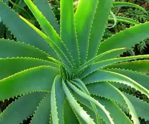 aloe vera