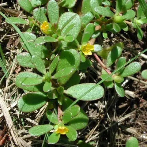 Portulaca oleracea sau iarba grasa