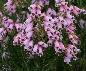 Iarba neagră - Lat. Calluna Vulgaris