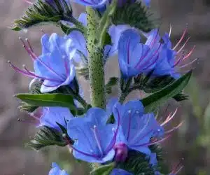 Ierburi de leac - Iarba şarpelui - Lat. Echium Vulgare