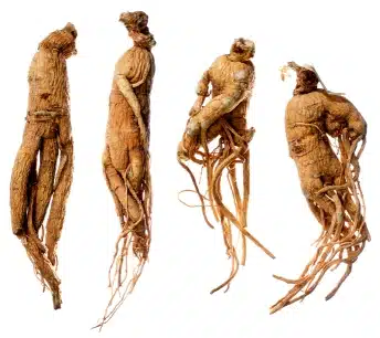 ginseng