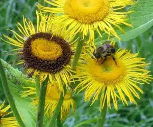 Iarba mare - Lat. Inula Helenium