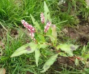 Iarba roşie - Lat. Polygonum Persicaria