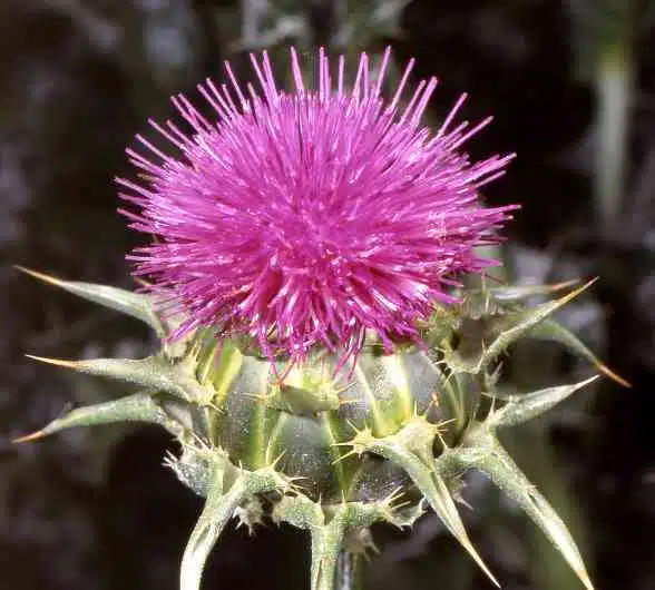 Armurariu Cardui mariae fructus recomandat pentru bolile ficatului