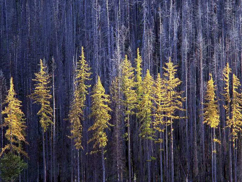 Autumn Larch Trees Colville National Forest Washington