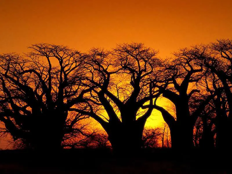 Baobob Trees Kalahari Desert Botswana