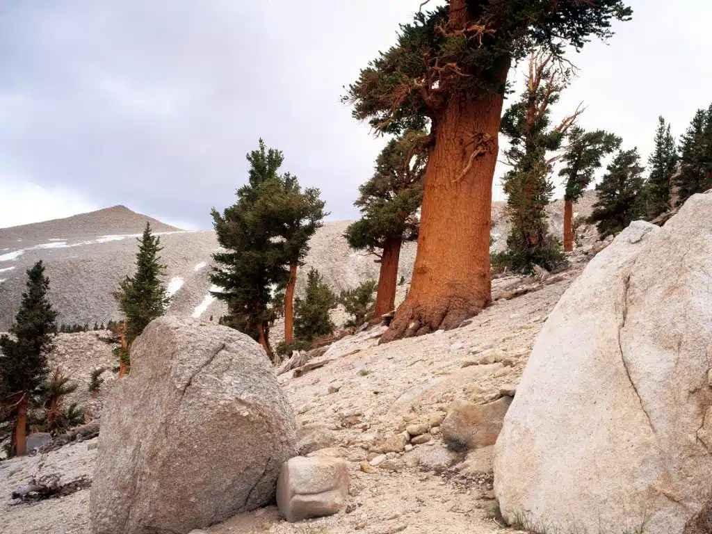 Fox tail Pine Eastern Sierra Nevada California