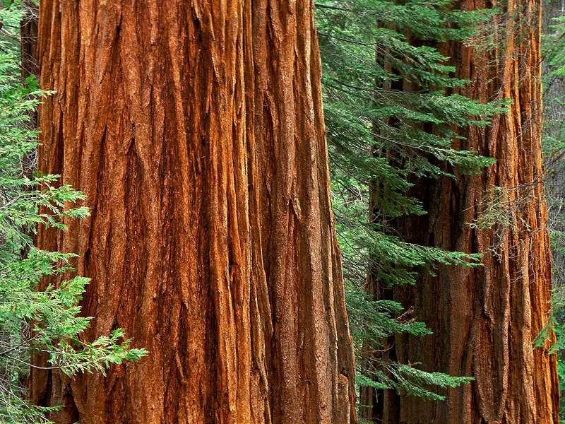 Giant Sequoia trees Mariposa Grove Yosemite National Park California