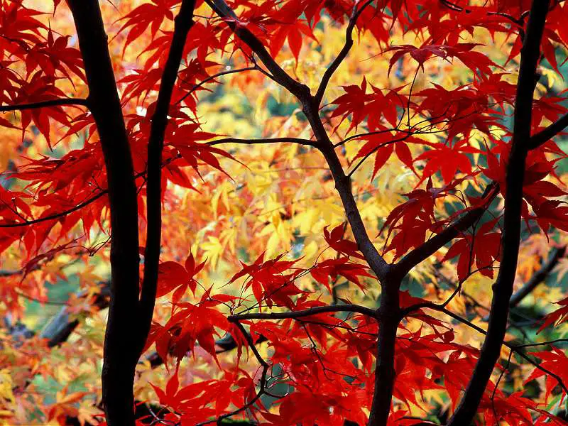 Japanese Maple and Autumn Foliage Portland Oregon