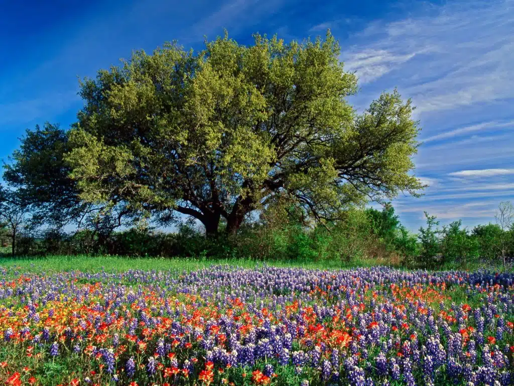 Live Oak among Texas Paintbrush and Bluebonnets Texas