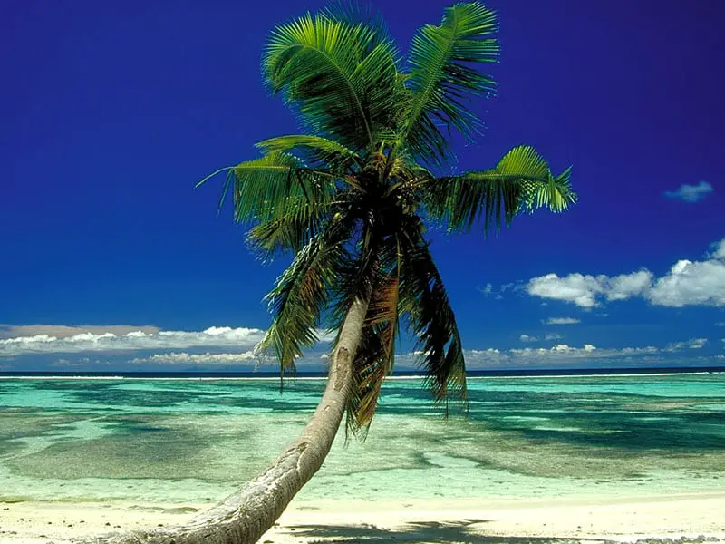 Lone Palm Seychelles