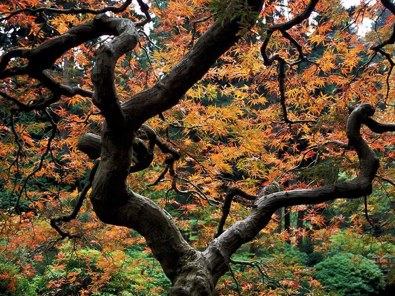 Maple Tree Japanese Garden Portland Oregon