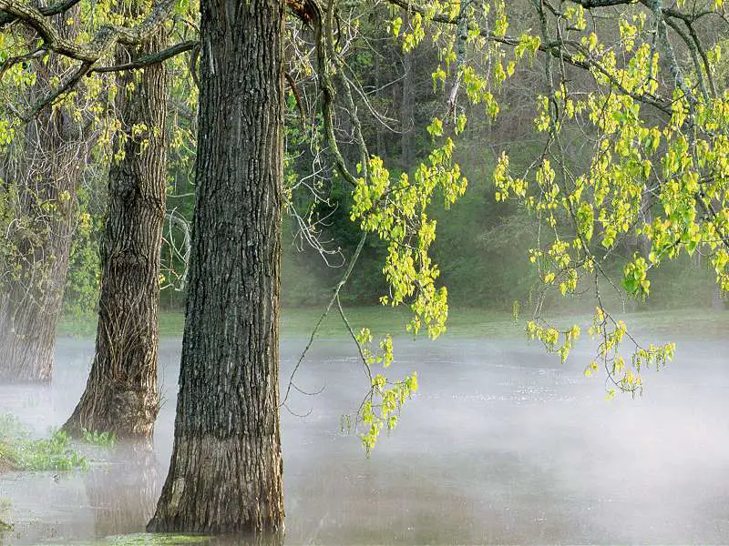 Morning Fog Percy Warner Park Tennessee