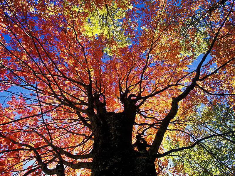 Red Maple in Autumn Near Beckley West Virginia