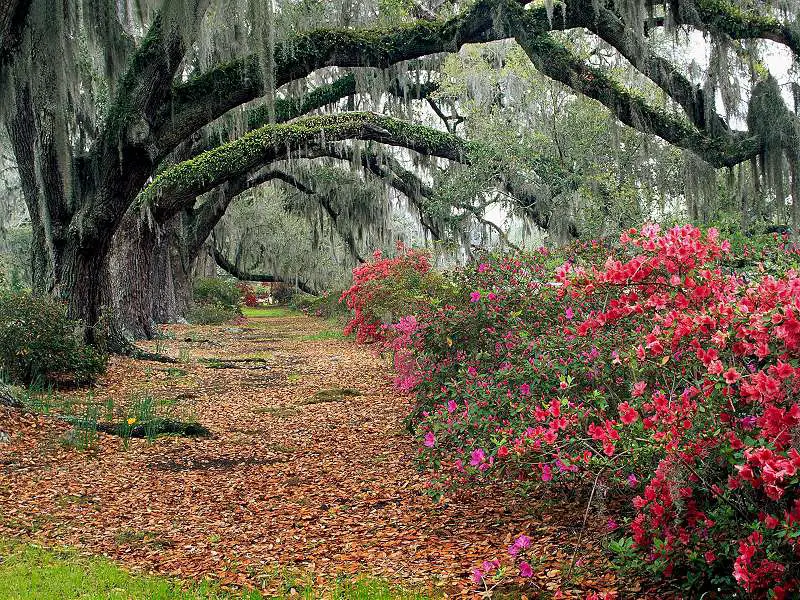 Rhododendrons and Live Oaks Magnolia Plantation Charleston South Carolina