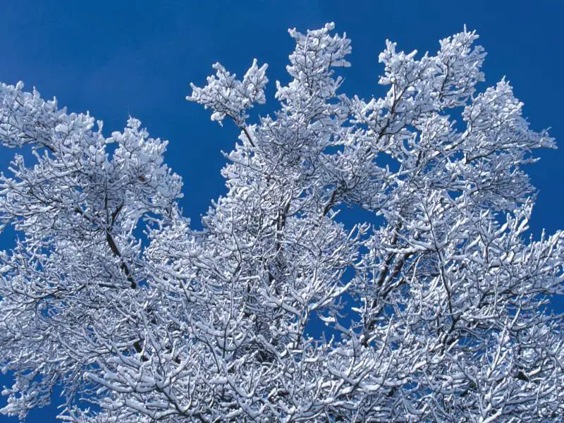 Snow Branches Minnesota