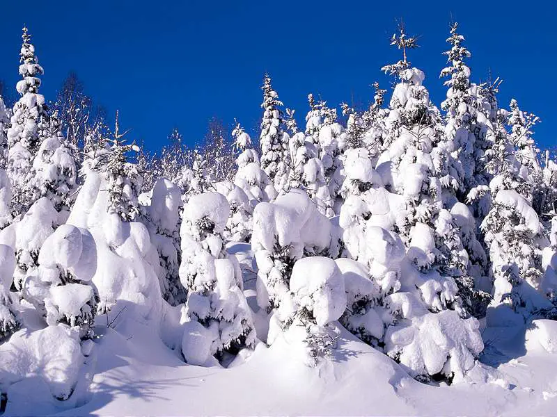 Spruce Trees Covered in Snow Canada
