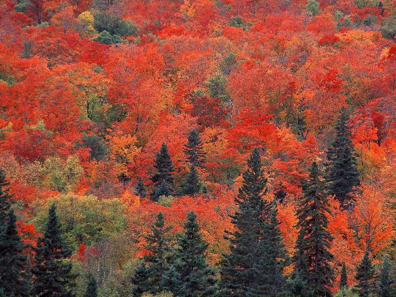 Sugar Maples and Spruce Trees Ontario Canada