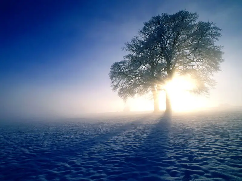 Winter Inspirations Oak Trees