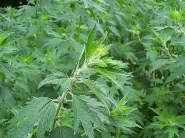 talpa gastii planta medicinala recomandata in boli de inima