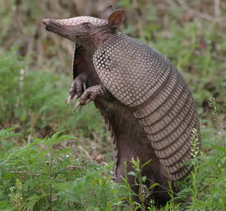 armadillo