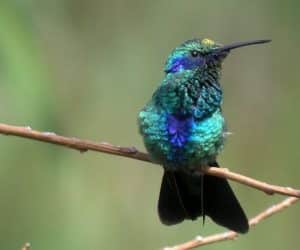pasarea colibri