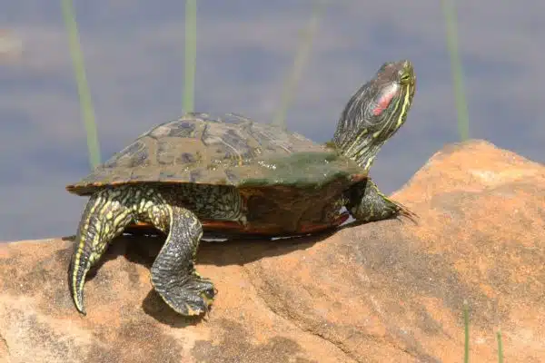 Trachemys scripta elegans broasca testoasa cu tample rosii