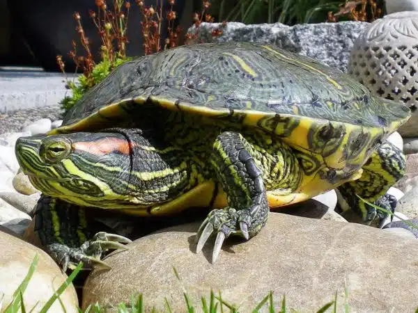 Broasca testoasa de florida in captivitate