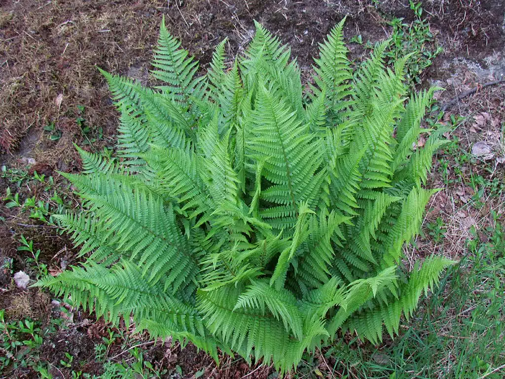 Feriga planta medicinala proprietati