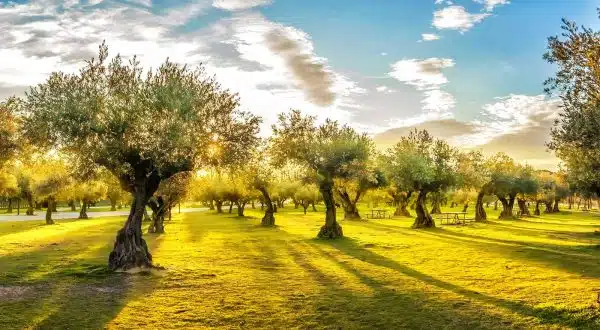 Gradina de maslini in italia