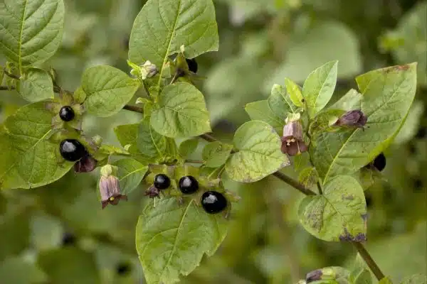 Matraguna planta cu flori si fructe