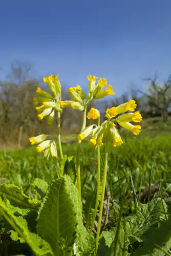 Floare de ciubotica cucului