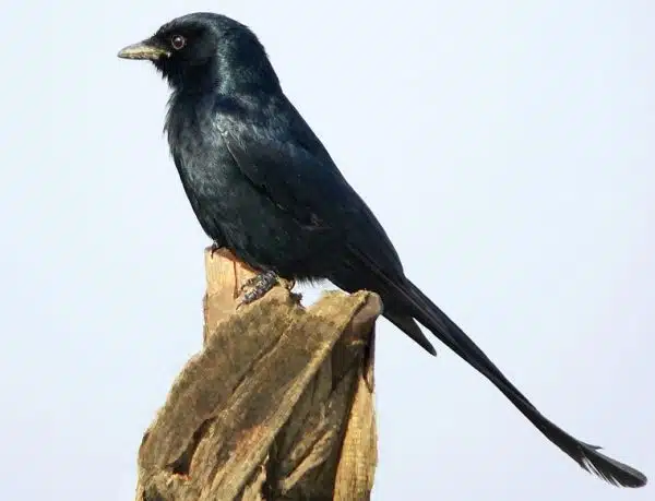 drongo negru