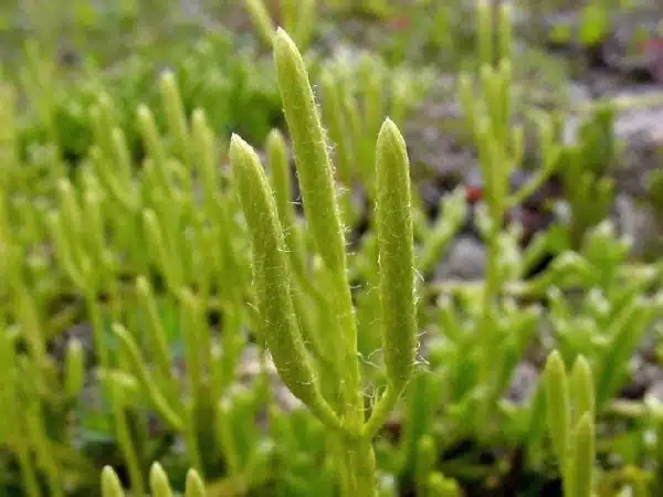 pedicuta planta impotriva fumatului