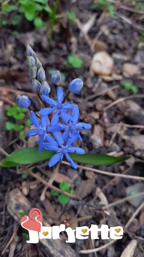 Planta de viorea generalitati si curiozitati