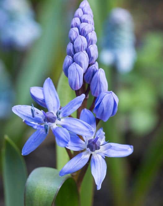 Vioreaua flori albastre de primavara