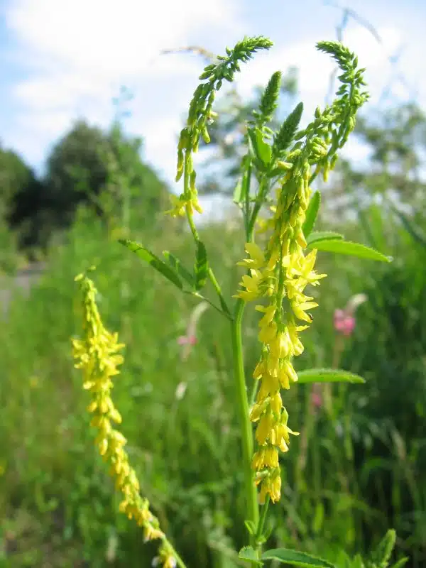 Melilotus-officinalis-sulfina