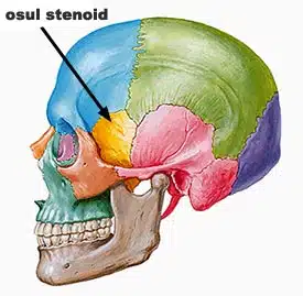 osul-stenoid