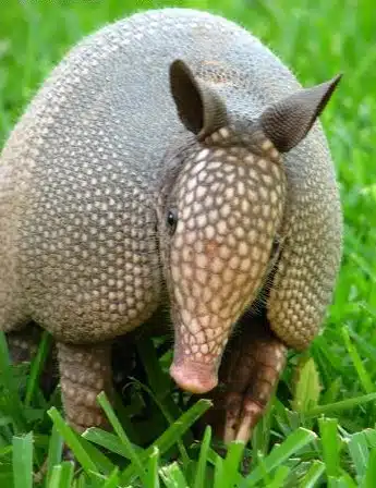 Armadilo e1295261250128