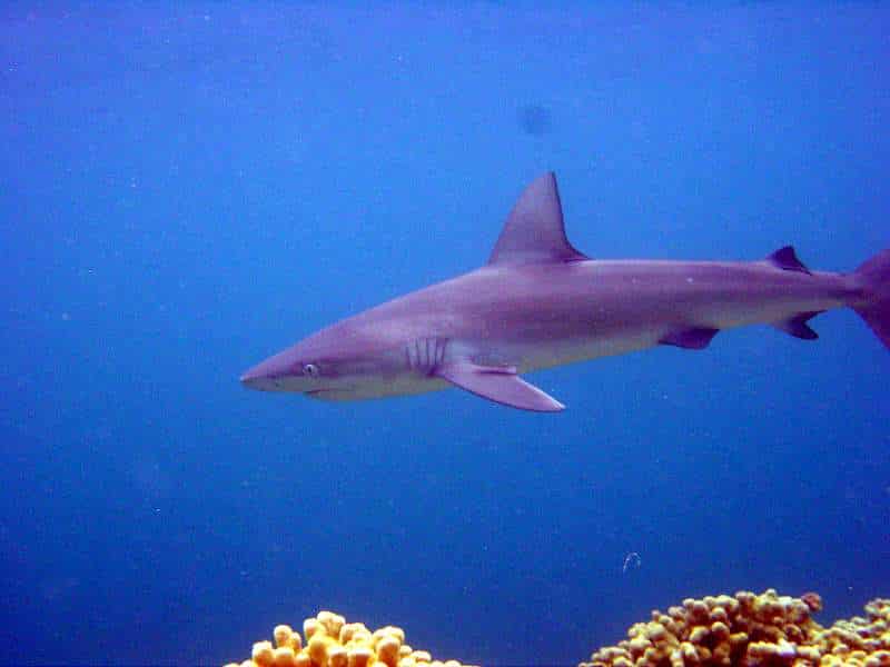 rechinul Galapagos