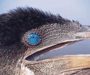 cormoran-galapagos