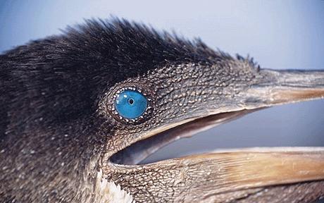 cormoran-galapagos