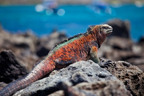 iguana-marina-galapagos
