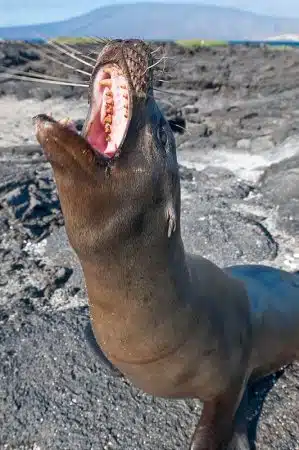 leu-de-mare-galapagos