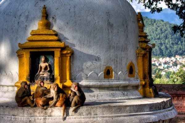 maimutele-de-templu-din-nepal